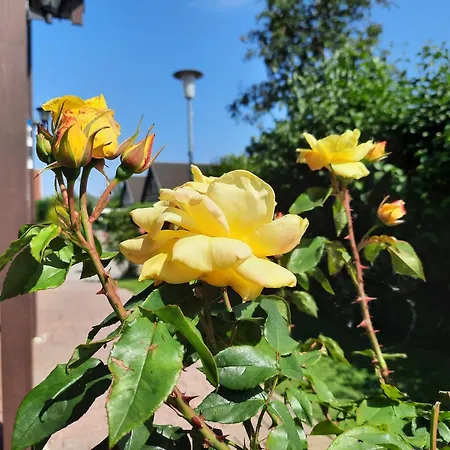 Sasse Mit Garten&grill * Molschow